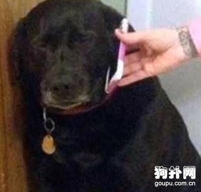 欺負女主人的大黑狗，聽見男主人的聲音卻秒慫