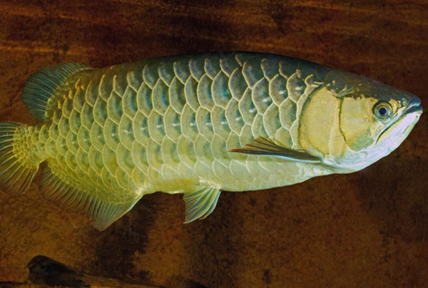 龍魚是什么魚
