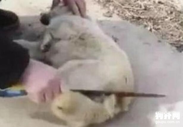 主人將狗子按倒后拿出了刀，路人以為他要殺狗，看完才知是誤會