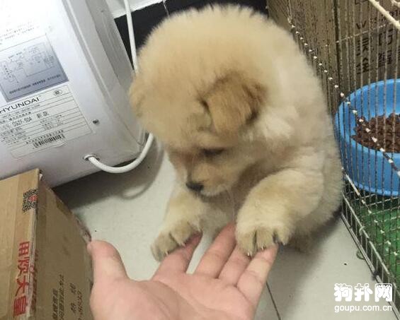趁母狗外出覓食，我偷走了它的孩子，是對還是錯？