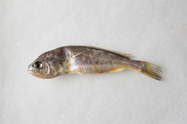小黃魚是海魚嗎