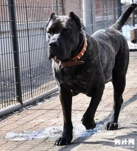 加納利犬，連主人都咬的狗你還敢養嗎？
