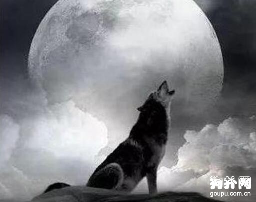 狗狗夜晚對著空氣嚎叫是為什么？