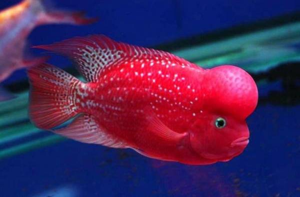 金花羅漢魚1年成長過程