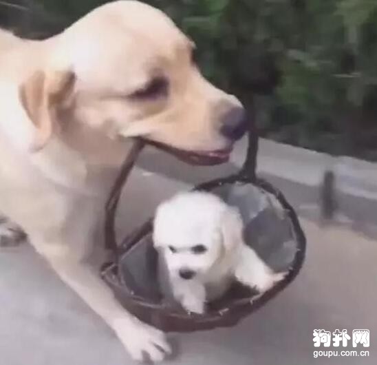 狗媽媽叼著籃子健步如飛，關鍵是籃子里還有小奶狗啊！