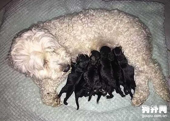 相親相愛的純白狗狗夫妻，母犬卻生下一窩黑狗，發生了什么？