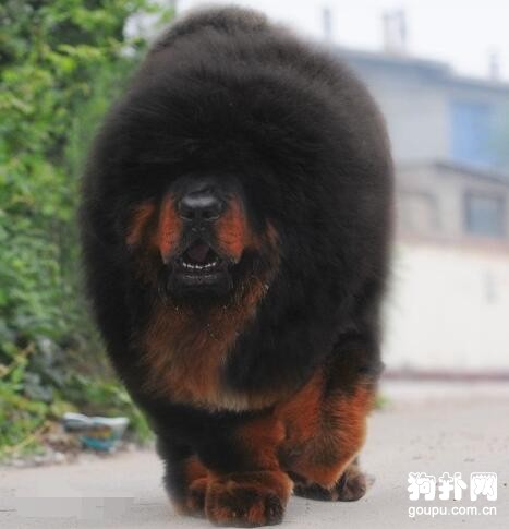 被炒到千萬身價的藏獒“驚天獸”，如今怎么樣了？