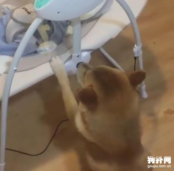 狗狗看主人不在，主動去哄寶寶睡覺，這也太懂事了吧