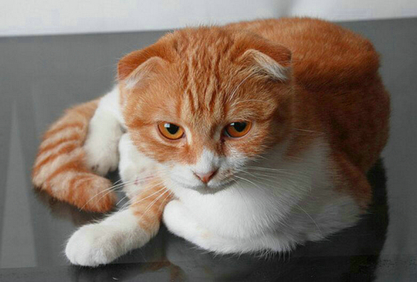 怎么知道貓要生了