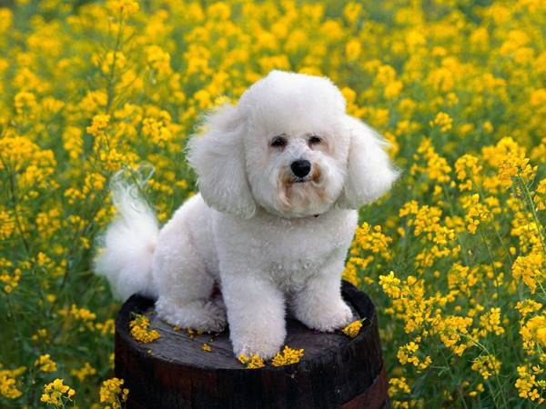 適合家養的小型犬
