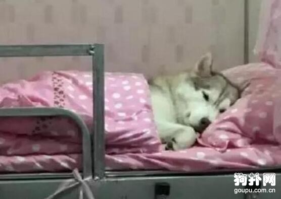 狗狗跳上我的床，還給自己蓋上被子，不需要我了？