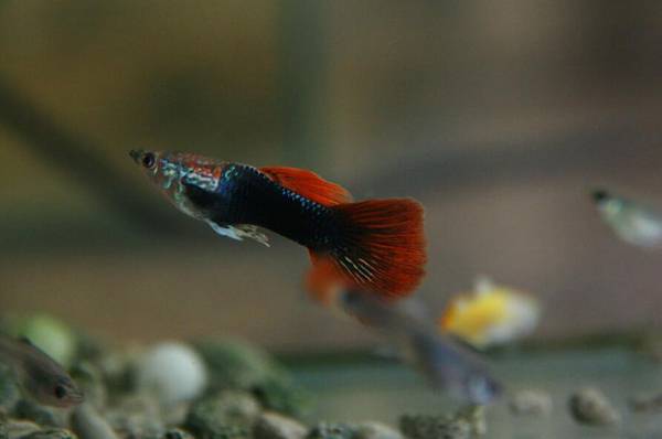 孔雀魚難產有什么癥狀