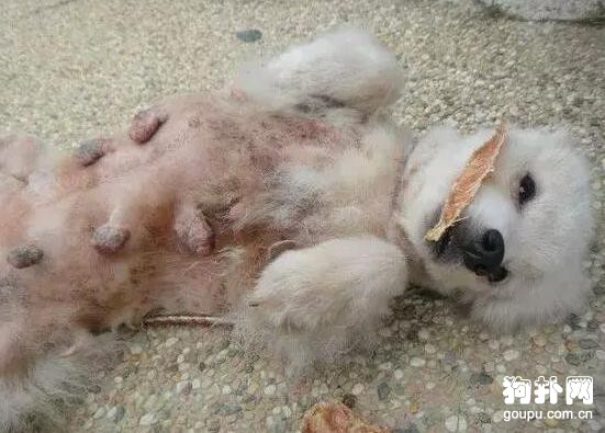 狗狗在繁殖場被折磨得沒有狗樣，患病后被無情拋棄