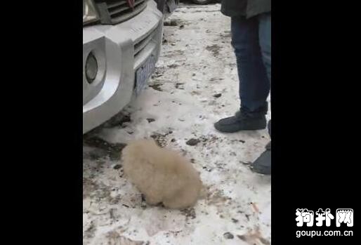 流浪狗蹲坐車前不走，我走也不是留也不是，誰要領養它啊！