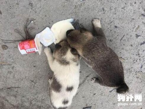 半路被兩只小奶狗“打劫”，吃干抹凈還賴上我了