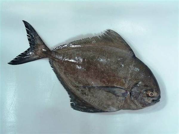 金昌魚刺多嗎