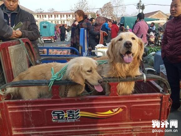 狗市洋犬動輒上萬元，土狗幾塊錢都沒人要，說啥好！