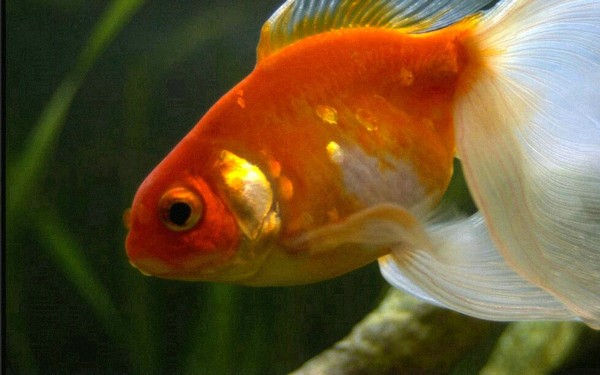 金魚7天喂一次食可以嗎