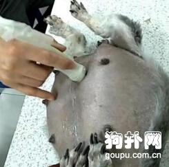 孕犬肚大如蘿嚇壞主人，醫生一句話卻讓他開心不已