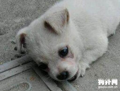 小奶狗剛滿月就沒了媽媽，網友不忍見它傻等，強行將其抱走