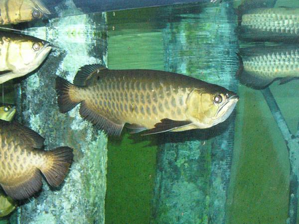 雷龍魚怎么養