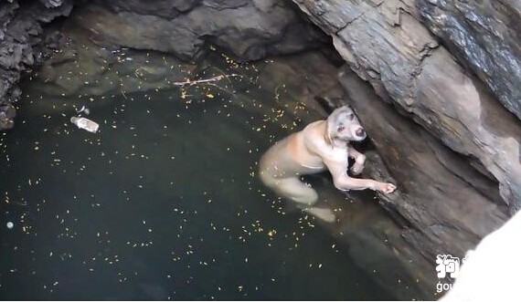 狗狗不慎跌落深潭，絕望之際獲救，感動得哭了