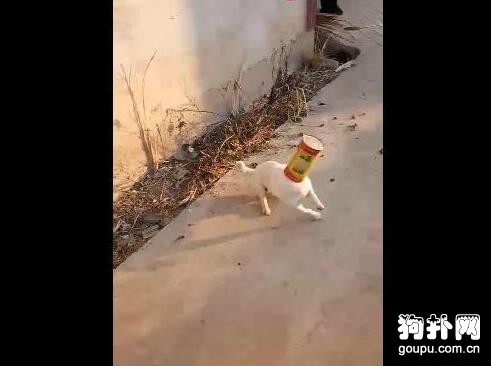 狗狗太能作，頭被卡進罐子里出不來，急瘋了