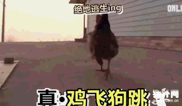 囂張的狗子被雞群圍住狠狠教訓了一頓，被啄得懷疑狗生