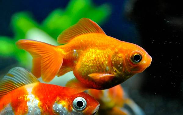 金魚浮頭一定是缺氧嗎