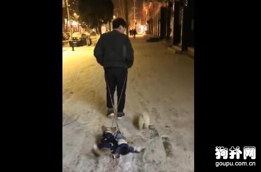 狗子晚上玩瘋了不愿意回家，被主人強行拖走