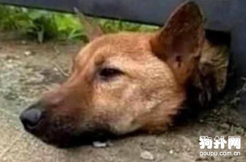 狗狗被卡住不能動彈，痛苦不已，好心人看到后氣哭了