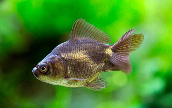 鯽魚吃什么
