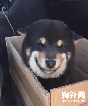 花六千買了只會笑的狗狗，你認識它嗎？