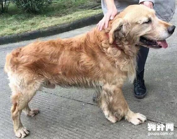 全家搬走卻留下寵物狗，狗子癡等主人數年不愿離開