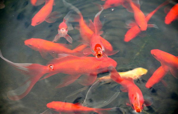 金魚頭上有白色絮狀物