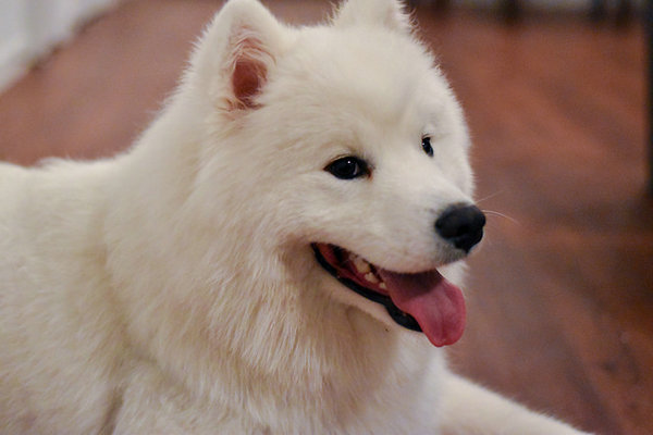 中型犬有哪些