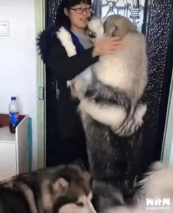 大狗擋在門口，撒嬌不讓女主人離開，這下麻煩了！