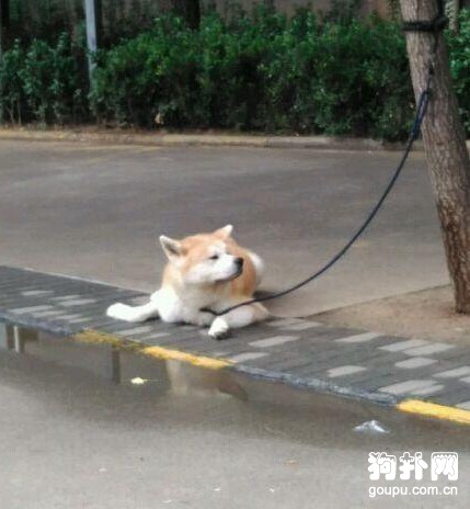 偶遇一只沒人管的狗，PO照上網后，網友們炸開鍋了