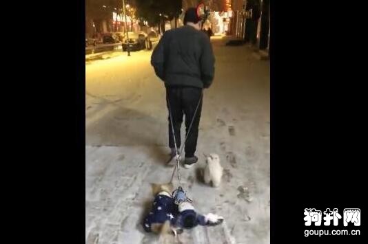 狗子晚上玩瘋了不愿意回家，被主人強行拖走
