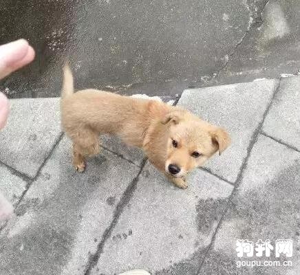出門遇到一只狗，緊抱我的大腿求收養，狗屎運？
