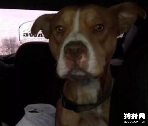 主人把狗當垃圾丟在雪地，說：狗狗是玩物，喜歡就養，不喜歡就丟