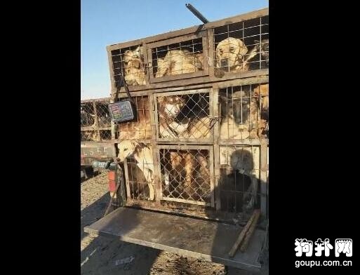 一卡車狗狗不分品種論斤賣，想救，心有余而力不足！