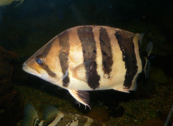 虎魚蒙眼怎么處理