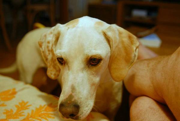 犬瘟中期癥狀
