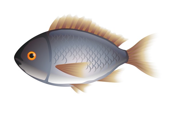魚分公母嗎