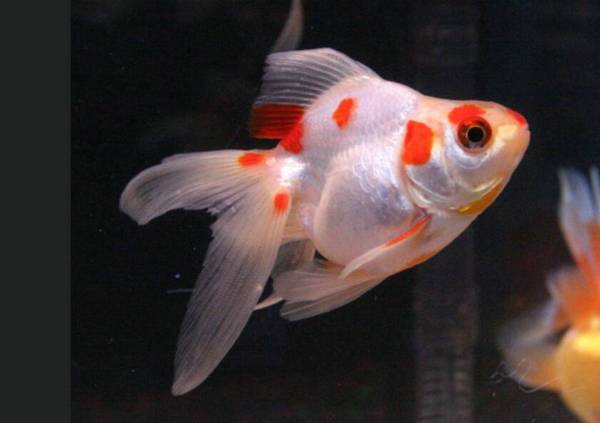 金魚冬天會凍死嗎