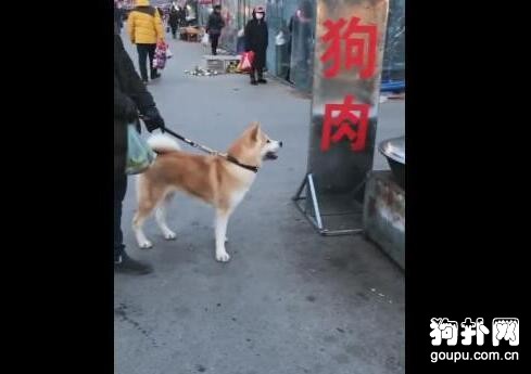 寵主在狗肉鋪對自家狗狗說：“以后不聽話，就送來燉了吃肉！”