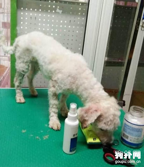 狗狗得了皮膚病被主人丟棄，我收養了它