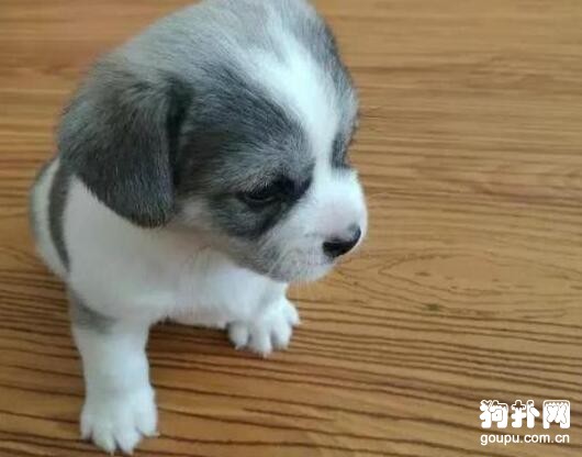 撿了只流浪狗，家里的大狗卻不讓進門，得知真相后一陣后怕