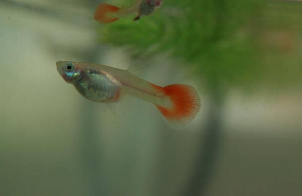 孔雀魚身上有白點